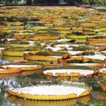 Jardin Botanique de Pamplemousse