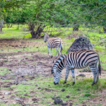 Parc Naturel de Casela