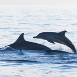 Rencontre avec les dauphins