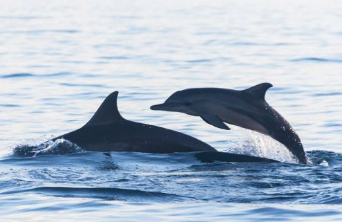 Rencontre avec les dauphins