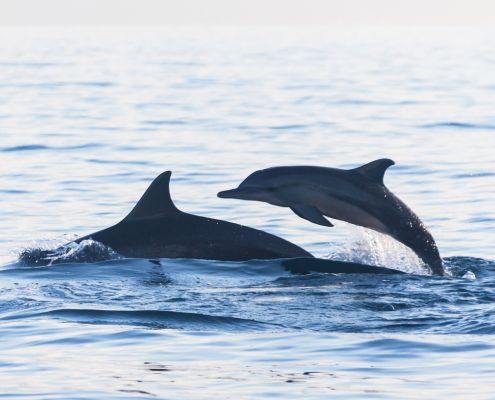 Rencontre avec les dauphins